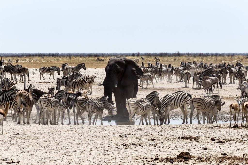 5. Mare d’eau, Parc National d’Etosha, Namibie